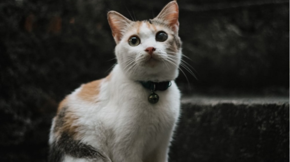 5 Alasan Ilmiah Mengapa Daging Kucing Tidak Boleh Dimakan Oleh Manusia