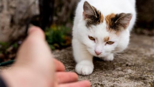 Islam Haramkan Makan Daging Kucing: Ini Dia Efeknya Bagi Kesehatan Tubuh Anda