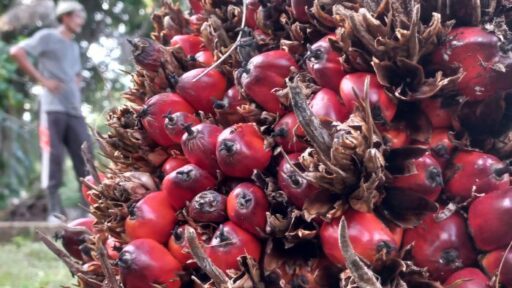 Pentingnya Sinergi Antara Pemerintah dan Lembaga Riset untuk Meningkatkan Industri Sawit