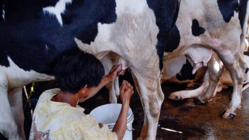 Fakta Menarik: Kandungan Gizi Susu Ikan Lebih Tinggi dari Susu Sapi, Ini Alasannya!