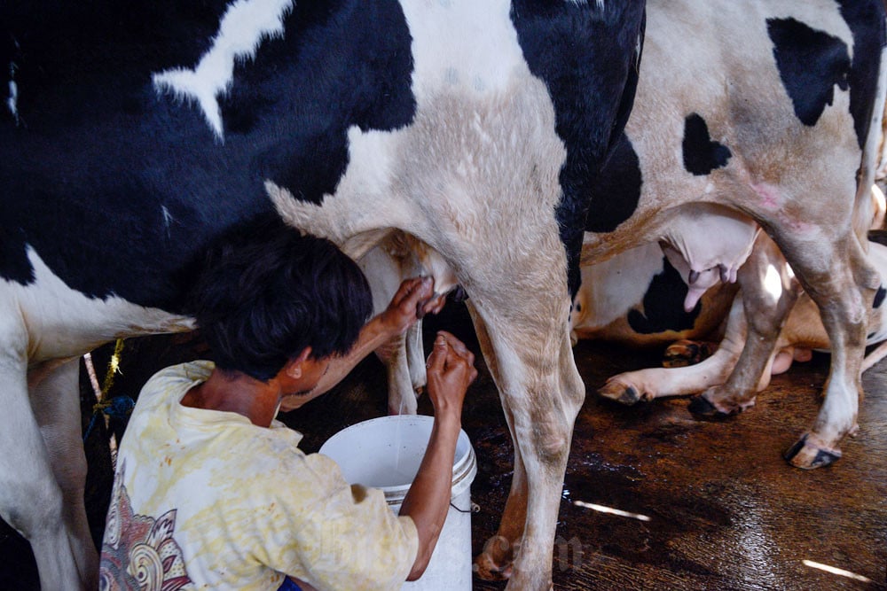 Fakta Menarik: Kandungan Gizi Susu Ikan Lebih Tinggi dari Susu Sapi, Ini Alasannya!