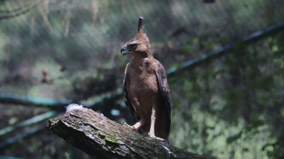 Inspirasi Burung Garuda: Menyongsong Upaya Perlindungan Satwa Terancam Punah