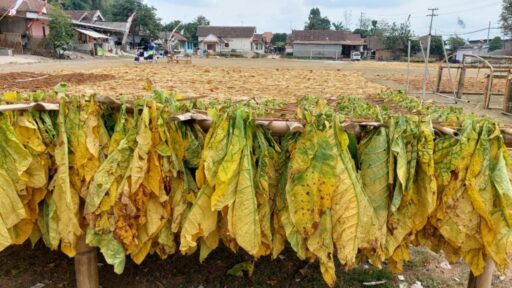 Kenaikan Cukai Tembakau Diharap Tidak Terlalu Tinggi, Berdampak Positif bagi Daerah