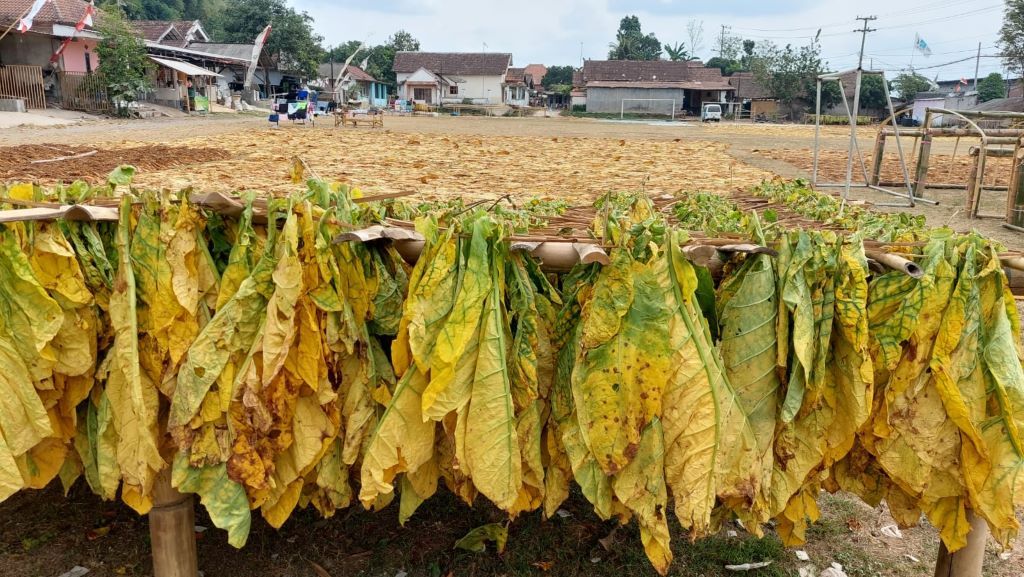 Pemerintah Diingatkan: Cukai Rokok 2025 Tidak Naik, Hindari Lonjakan Tahun Berikutnya