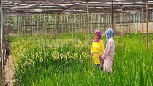 Teknologi Nuklir BRIN: Solusi Tingkatkan Mutu dan Daya Saing Pangan Indonesia