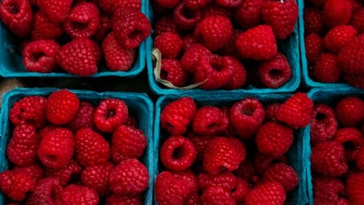 BRIN Ungkap Potensi Raspberry Indonesia untuk Kesehatan dan Peningkatan Ekonomi Nasional