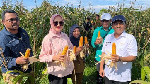 Demplot Jagung Ubah Tihuana: Transformasi Desa Tertinggal Menjadi Desa Mandiri