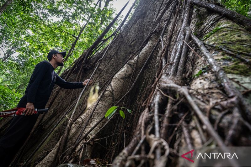 Kalsel Ajak Generasi Muda Bentuk Meratus Geopark Youth Forum untuk Pelestarian Alam